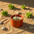 Succulent Garden 5oz Cleaned Up